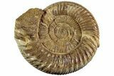 Jurassic Ammonite (Perisphinctes) - Madagascar #227472-1